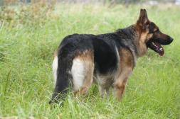 german-shepherd-4896534-640